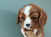 KC & DNA parents . Cavalier  puppies