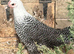Pair of Silver campines for sale