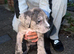 Merle cane corso puppy
