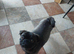 Puppy's
