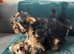 Beautiful puppies ready for new homes!