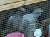 Mixed opal legbar cockerel