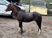 Bay sec a type gelding 4yr old