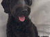 Beautiful black F2 Labradoodles