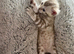 Pure Snow Lynx Bengal Kitten , can be registered with TICA for additional cost.