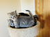 British long hair mix kittens