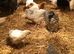 Happy healthy pullets