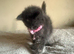 Ragdoll kittens rare blue sepia tortie & flame point 9 weeks ready now!