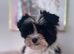 Beautiful small Biewer Yorkshire Terrier Pedigree
