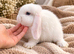 Beautiful mini lop babies