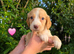 6 beautiful Cocker Spaniels