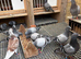 Young racing pigeons long and middle distance