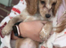 F2 cockapoo ready to leave