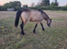 Welsh C Riding
