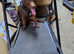 Cracking Stud Dog