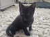 beautiful kittens