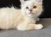 LAST GIRL.LAST boy Rare lilac bicolour ragdolls
