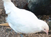 Not just any regular Chickens