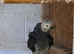 Breeding pair of Timneh greys