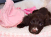 Female cocker spaniel puppy