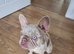 Isabella lilac merle Frenchie