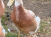 Pure bred male saxony duck