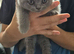 8 week old British shorthair