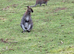 Two male wallabies for Sale