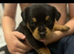 Rottweiler puppies