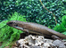 Sudan Plated at Birmingham Reptiles