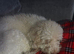 Selling male puppy cavapoo