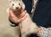 Gorgeous Ferret Kits for Sale 9 wks old
