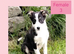 Border Collie puppies.