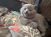 British Shorthair kittens