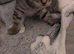 Female tabby kitten 5 weeks (ready in 3 weeks )