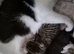 Beautiful kittens