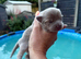 Stunning Pedigree Chihuahua Puppies