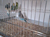 Budgies