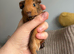 Guinea pigs - MALES