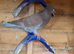 5 pigeons for sale