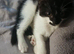 10 week old kittens