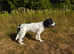 Lovely sprocker boy for sale