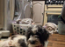 Beautiful loving Jackapoo female