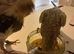 2 beautiful hand reared baby cockatiels