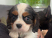 Adorable King Charles caverliers puppies