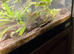 Sailfin Plecoa