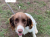 english springer spaniel puppies for sale
