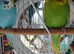 Bonded pair of budgies