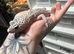 Female Mack Snow Pied Eclipse