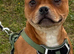 Staffordshire bull terrier - QUALITY STUD - full pedigree - ** champion bloodline**